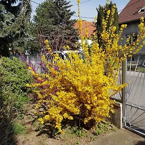 Garden Donau-city Wien